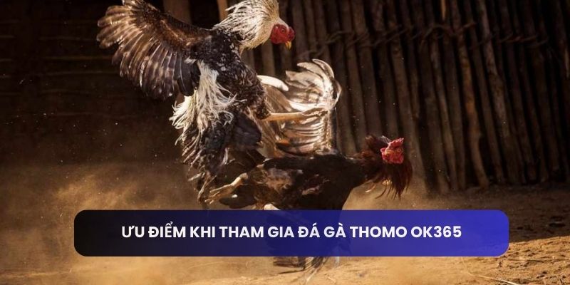 Ưu điểm khi tham gia đá gà thomo OK365