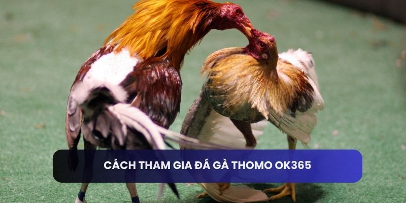 Cách tham gia đá gà thomo OK365