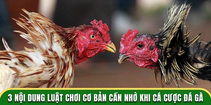 3 nội dung luật chơi cơ bản cần nhớ khi cá cược đá gà