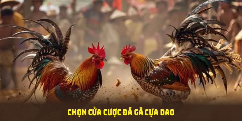 Chọn cửa cược đá gà cựa dao phù hợp để tối ưu nguồn vốn và hạn chế rủi ro