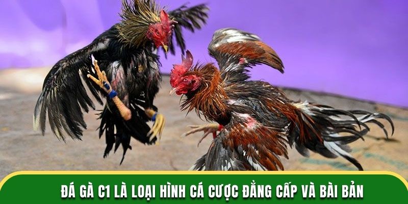 Đá gà C1 là loại hình cá cược đẳng cấp và bài bản