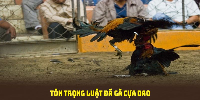 Tôn trọng luật đá gà cựa dao để trải nghiệm từng phút giây kịch tính