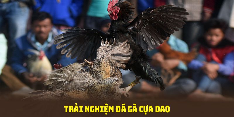 Trải nghiệm đá gà cựa dao với nét xưa, cuốn hút tín đồ